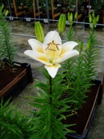 [1616 Tinos No02.JPG]